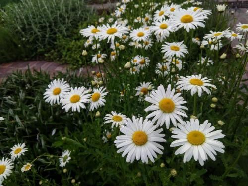 带露台一室公寓