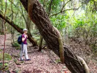 Matumi Trail Forest Lodges - Matumi and Mitzeeri Hotels in Tzaneen
