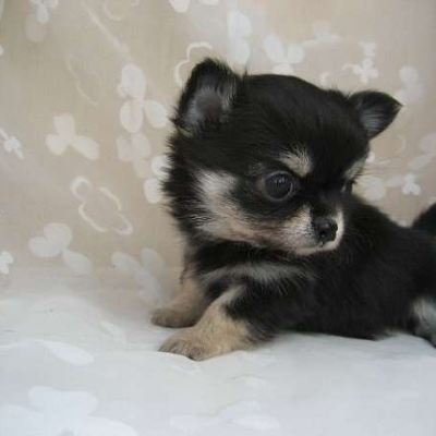 和風ルーム 活造り料理旅館　商工社 クーポン