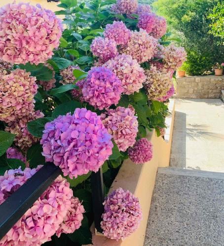 Apartman Riva One-Bedroom Apartment