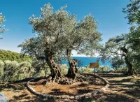 Holiday Park Olive Tree Hotel di 