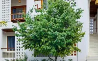 Canary Guesthouse