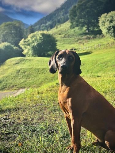 享有花园景致的公寓