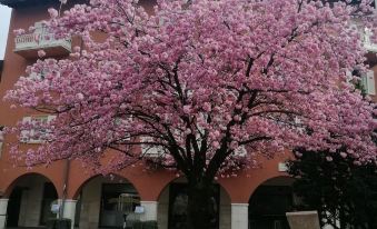 Dante Rooms and Apartment - Housity