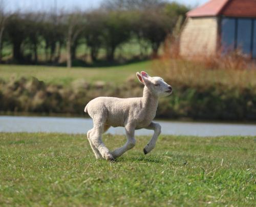 带湖景的双人间