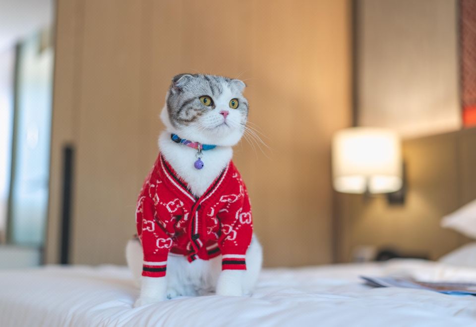 Hyatt Regency Hua HinPet Friendly Deluxe King Room