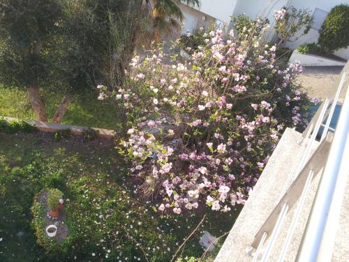 别墅（带独立泳池）