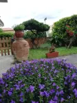 B&B Il Cedro Hotel di 