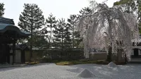 Sakura Terrace