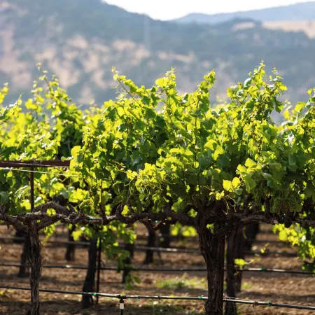 Homewood Suites by Hilton Fairfield-Napa Valley Area