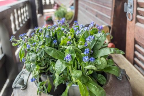 高级一卧室带阳台公寓