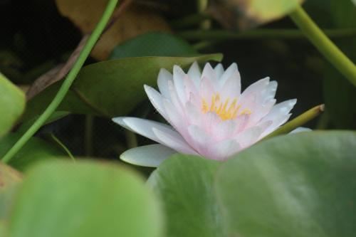 带园景一室公寓