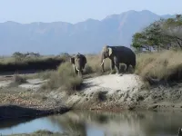 Racyshade Resort- Bardia National Park Hotels in Bardia