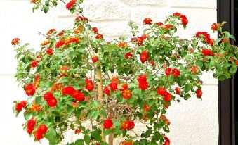 a red flowering plant is growing in a pot on a white wall , surrounded by other plants and flowers at L'Atelier