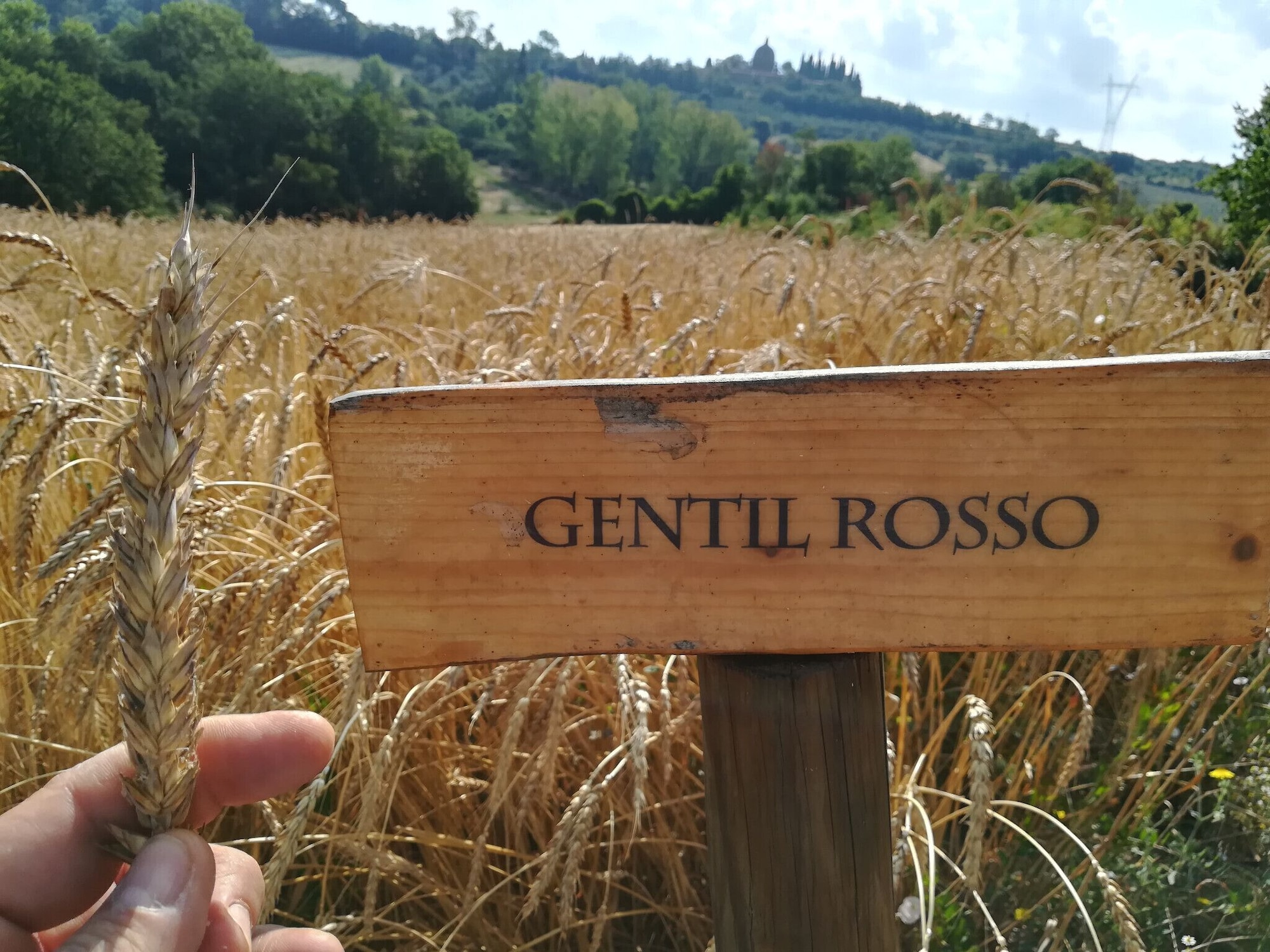 1卧室公寓 - 带庭院 - 可吸烟