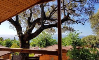 a large tree with a thick trunk and many branches is seen from the perspective of a wooden deck at Mare E Monti