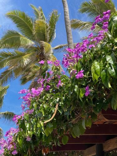 带园景一室公寓