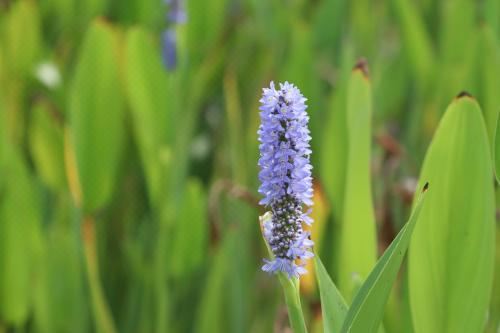 带园景一室公寓