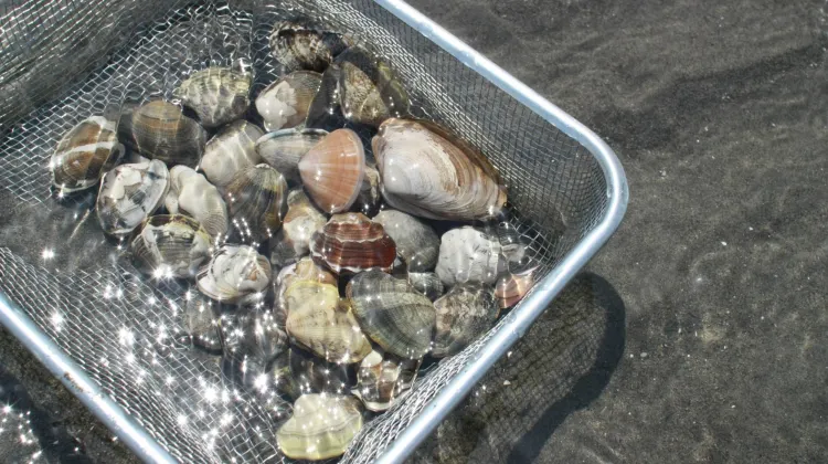 Rakuten STAY HOUSE 木更津 食事・レストラン