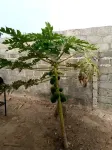 4 Bed House Sleeps 8 - Garden and Pets Welcome Ξενοδοχεία στην πόλη 