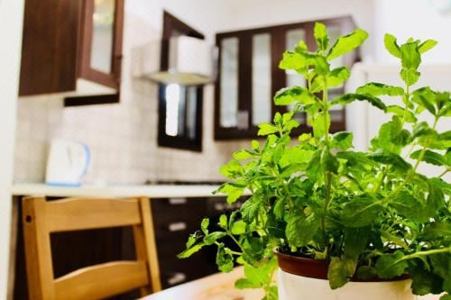 公寓 - 地面楼层