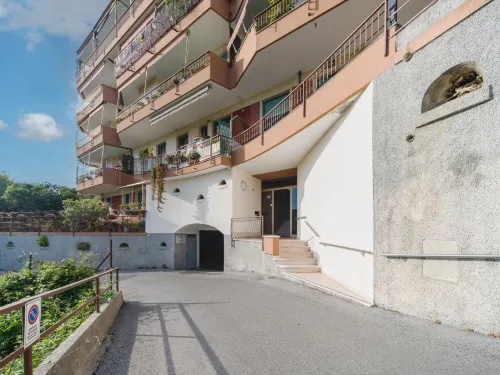 Caprifoglio