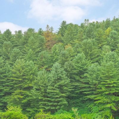 Basic Room, 1 Bedroom (A203) Gapyeong Shiny Pension Promo Code