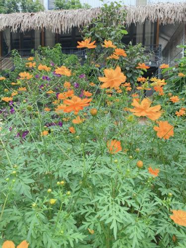 带园景的家庭房