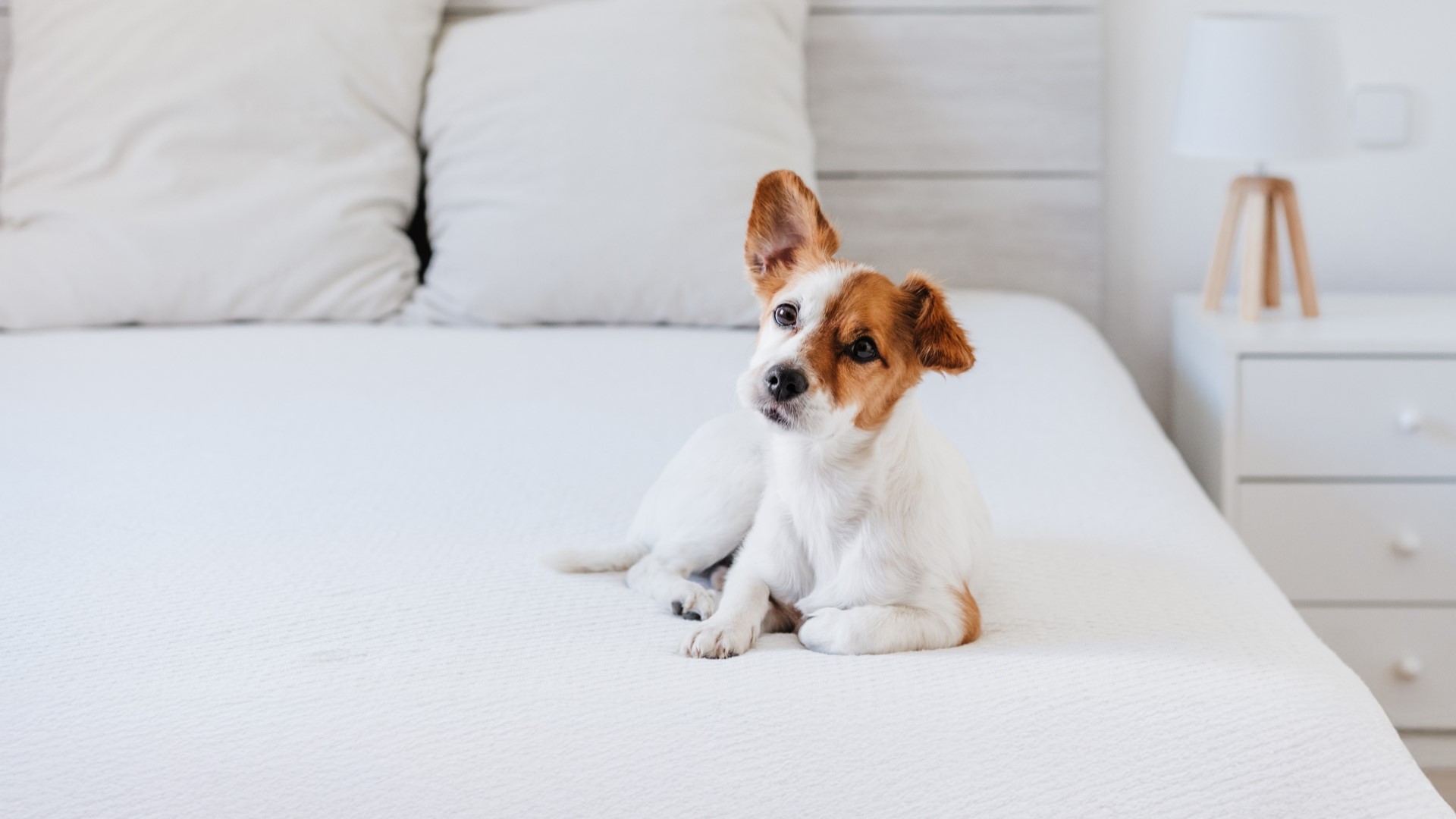 尊貴特大床一室房