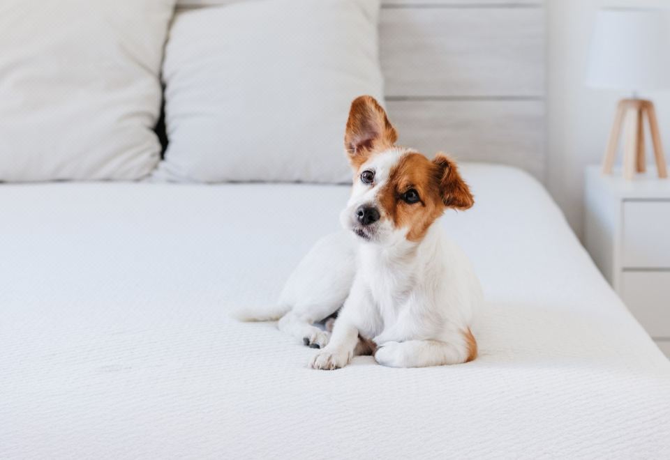 尊貴特大床一室房