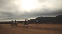 마얀 몽키 로스 카보스 | 소셜 호텔