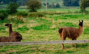 two animals are grazing in a grassy field , with one of them standing by a fence at The Saracens Head