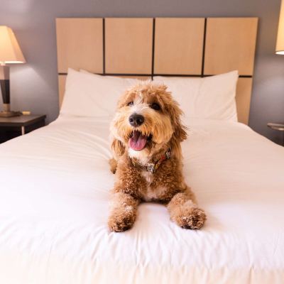 One-Bedroom Queen Suite With Sofa Bed Sonesta Simply Suites Phoenix Tempe Promo Code