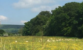 a herd of sheep grazing in a field with trees and a clear blue sky at Shellow Lane Lodges