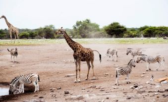 Etosha Safari Camp