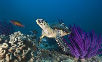 a sea turtle is swimming in the ocean near a coral reef , surrounded by various fish at Ras Al Jinz Turtle Reserve