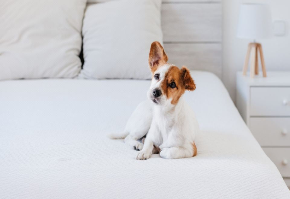 高級特大床一室房