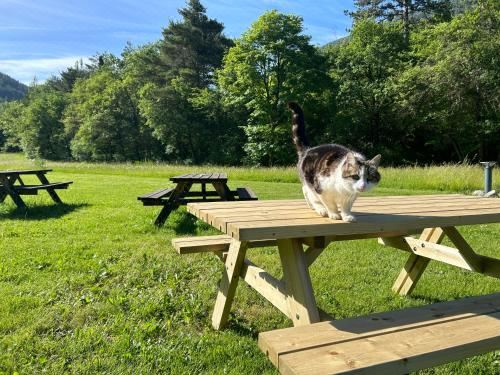 空地（不提供帐篷）