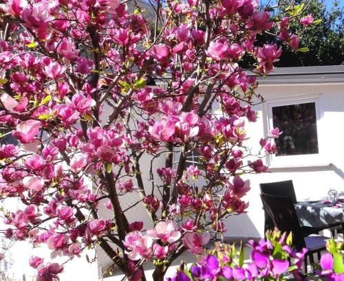 Apartman Riva One-Bedroom Apartment