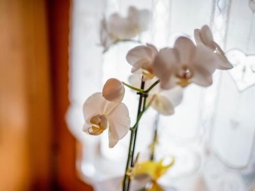 高級一臥室帶陽臺公寓