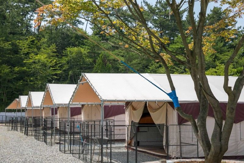 豪华露营 （允许小型和中型宠物）