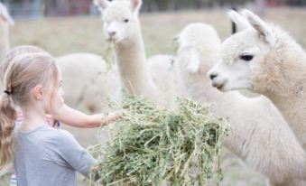 Glenhope Alpaca Farm Suites