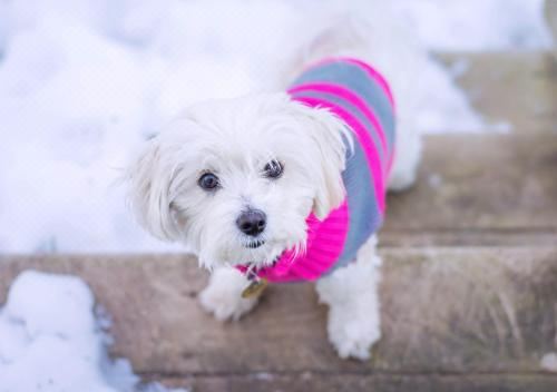 SaffronStays Altura, Mukteshwar - Pahadi Meals Served at This Orchard Villa Villa