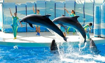 two dolphins are jumping out of the water in a large pool , accompanied by two people at Sotetsu Fresa Inn Kamakura-Ofuna Higashiguchi