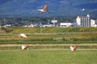 羅森貓旅館