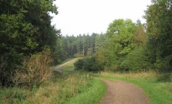 a dirt path winds through a wooded area with trees and grass on both sides at The Black Bull