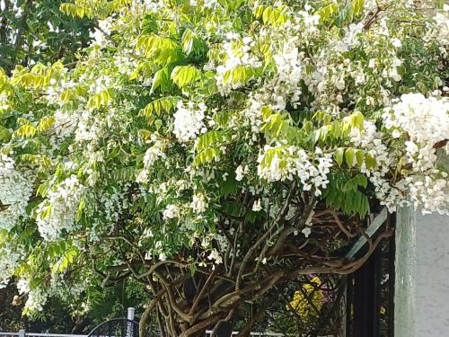 Ashcroft Gardens Bed & Breakfast Double Or Twin Room With Pool View