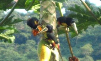 El Paraiso de Tuki B&B Cafe y Cacao Farm - Housity