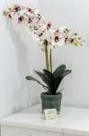Luxury Rooms Floramye