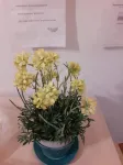 카사 노르만나